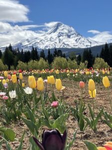 tulip field in front of Mt Hood