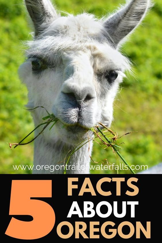 pinterest pin llama talking 5 facts about Oregon