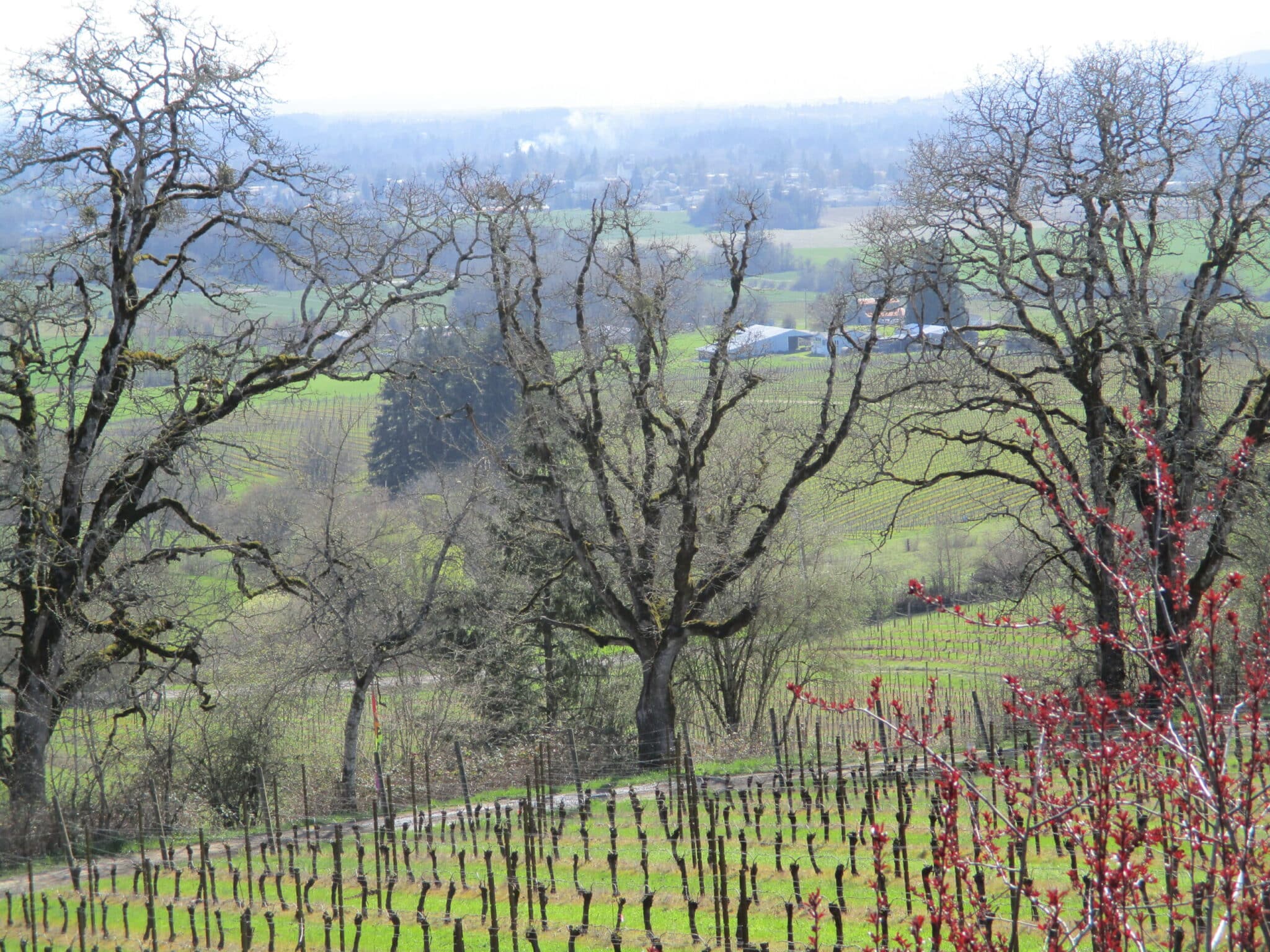 Oregon White Oaks in winter at the Yamhill Vineyards bed and brreakfast