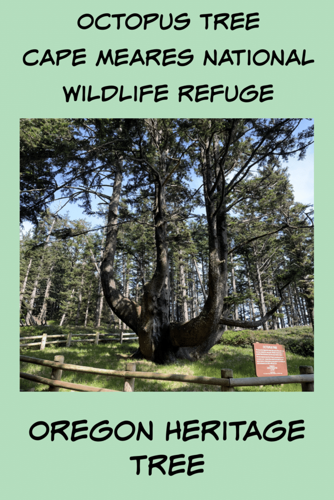 Pinterest pin fo the Octopus Tree in Cape Meares National Wildlife Refuse. An Oregon Heritage Tree