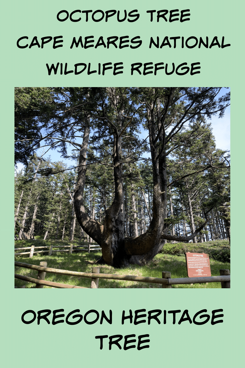 Octopus Tree Heritage Tree in Cape Meares National Wildlife Refuge green pinterest pin