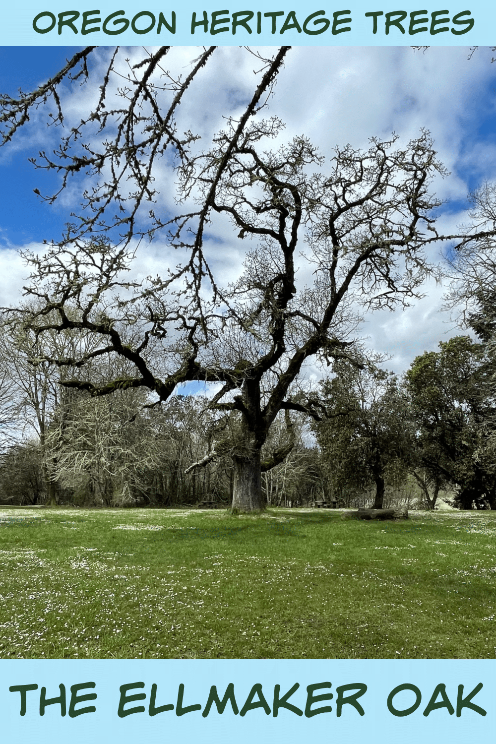 Ellmaker Oak oregon heritage tree