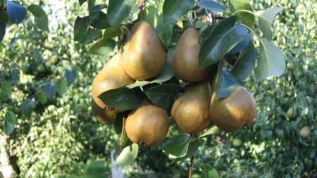 Bosc Pears on the tree