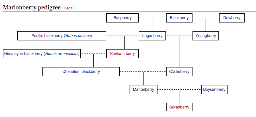 The Marionberry heritage tree