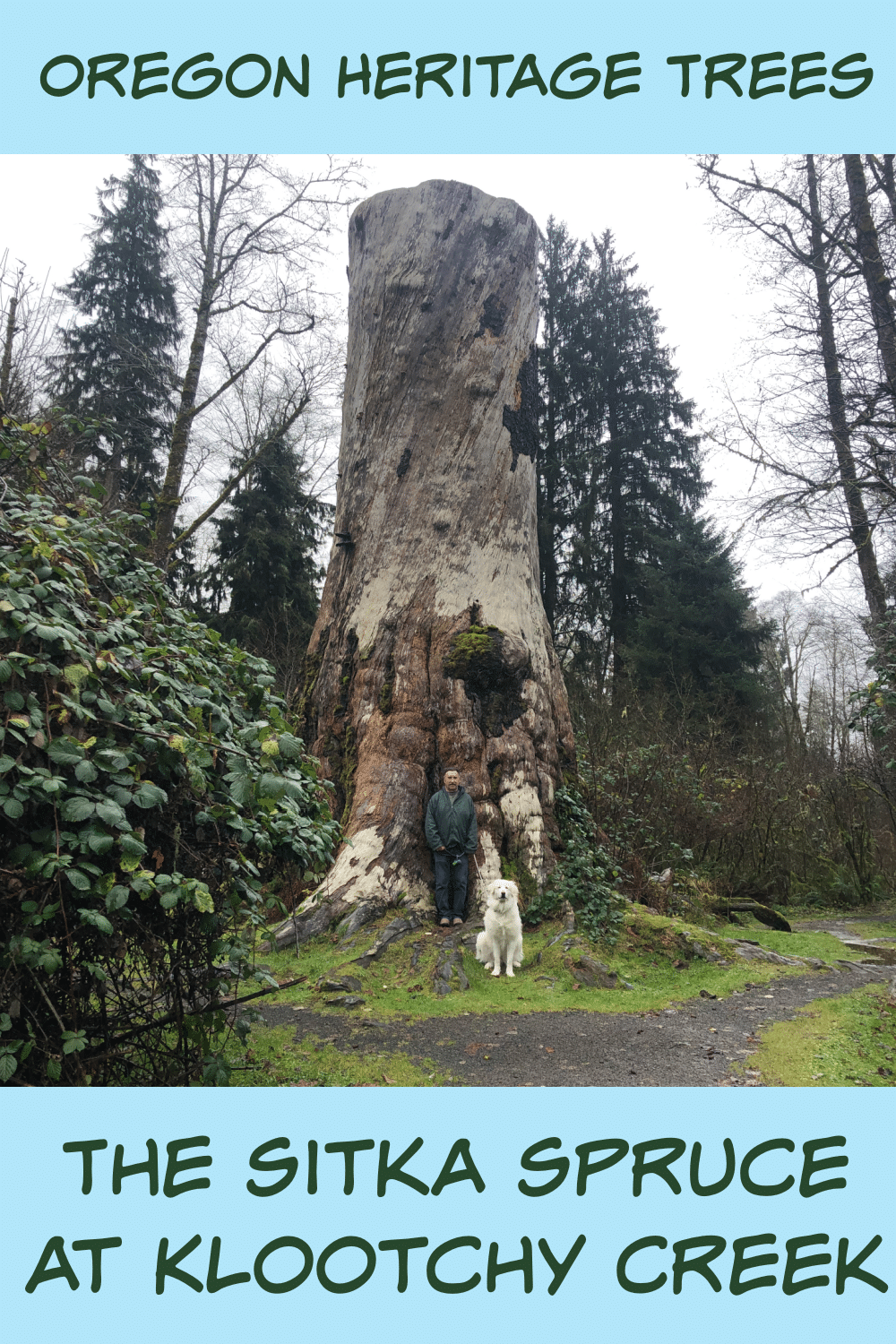 The Sitka Spruce at Klootchy Creek - Oregon Heritage Trees pin