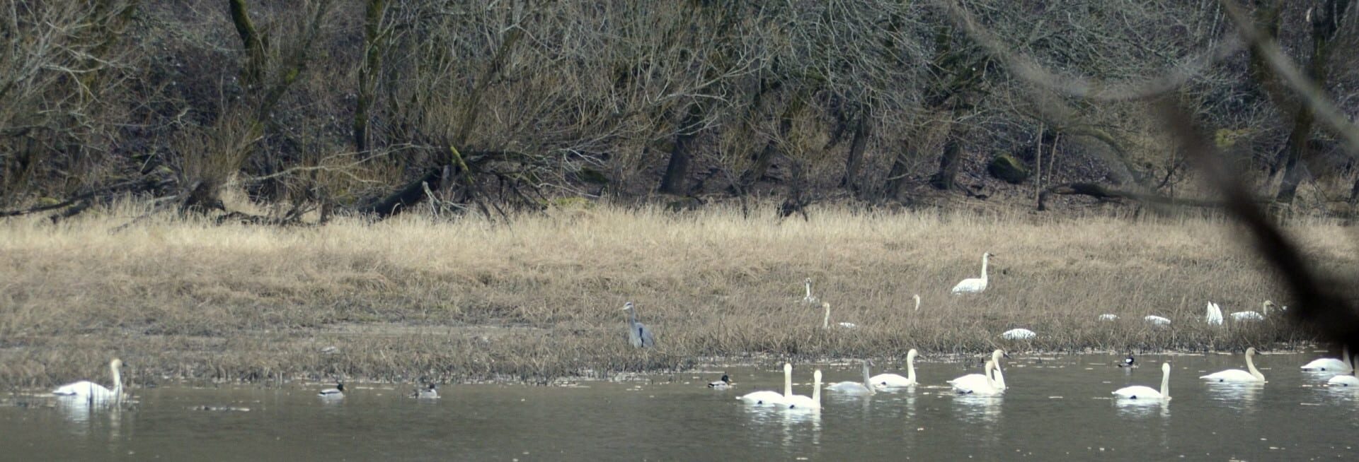 Tundra Swans in the Columbia River Gorge