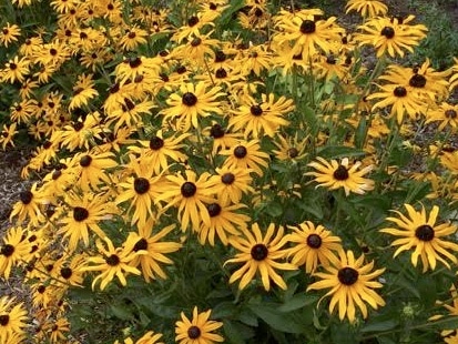 Yellow flowers for a Victorian Garden Blooms