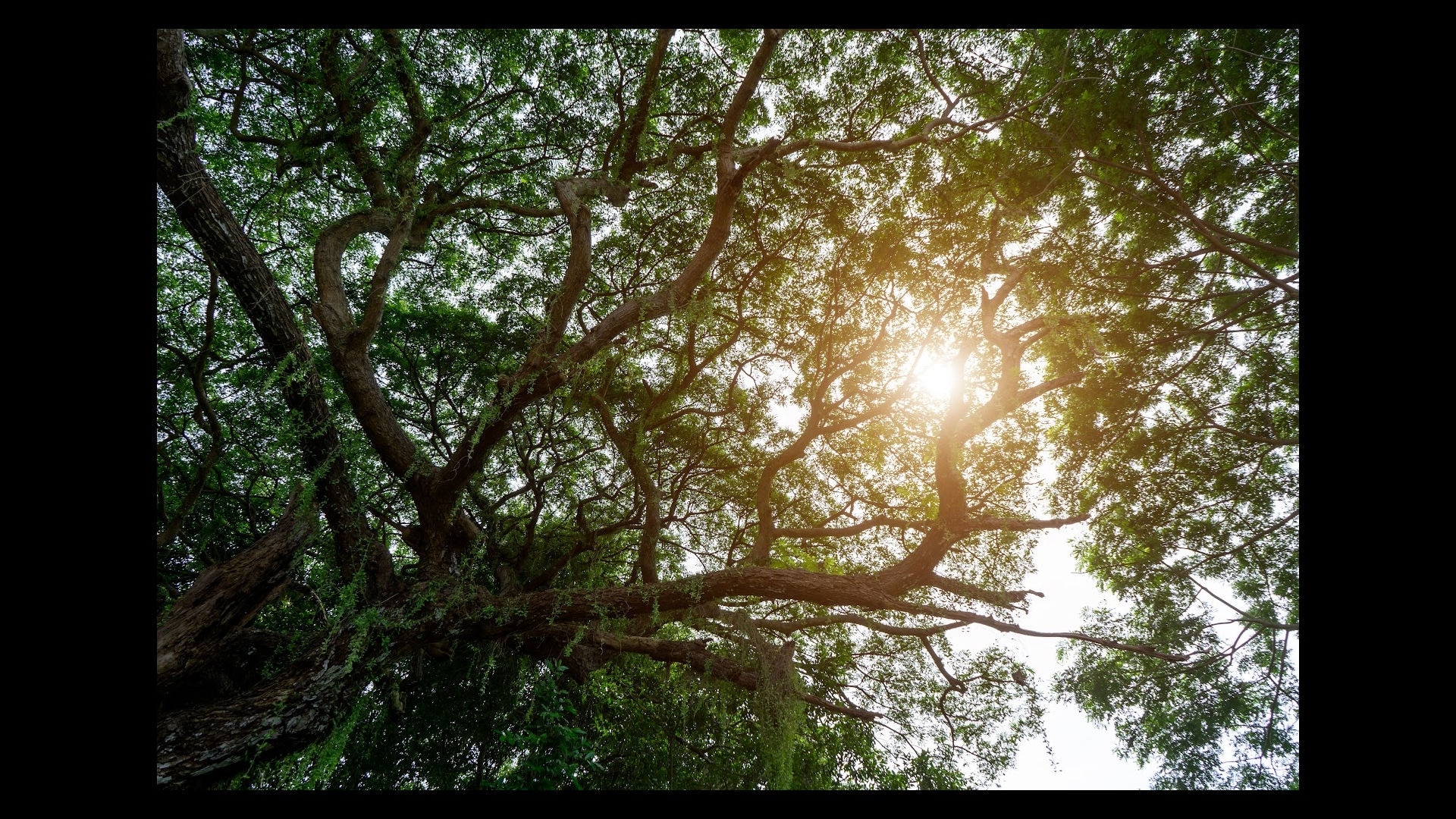 Sun filtering through a Walnut Tree Canopy