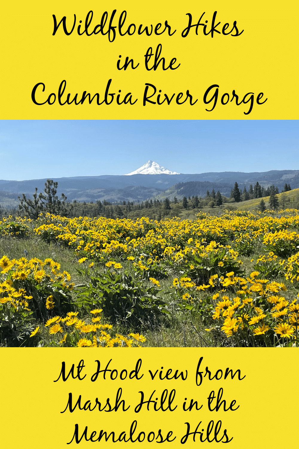 Pinterest pin of Columbia Gorge Wildflowers
