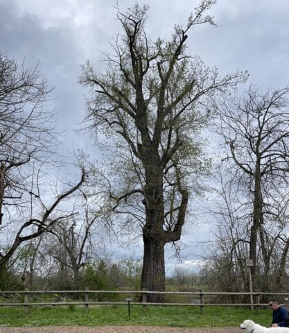 Willamette Mission Cottonwood Heritage tree