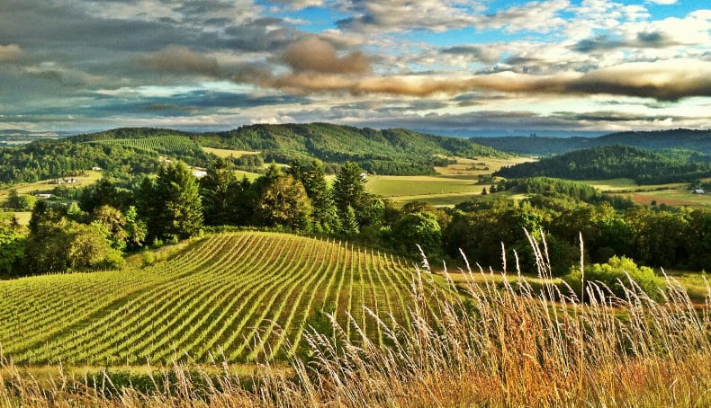Willamette valley view with vineyards and forests