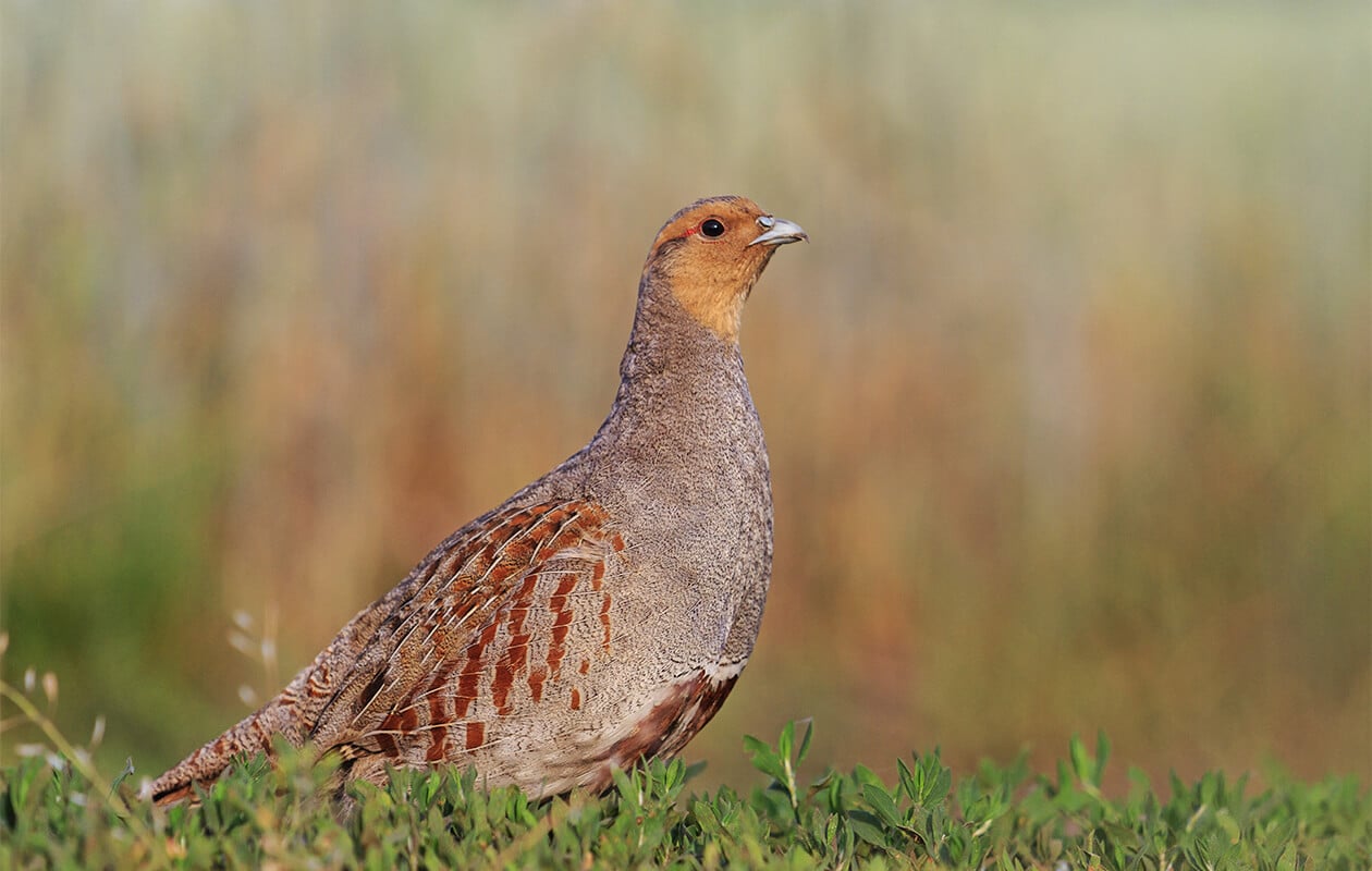 Chukar