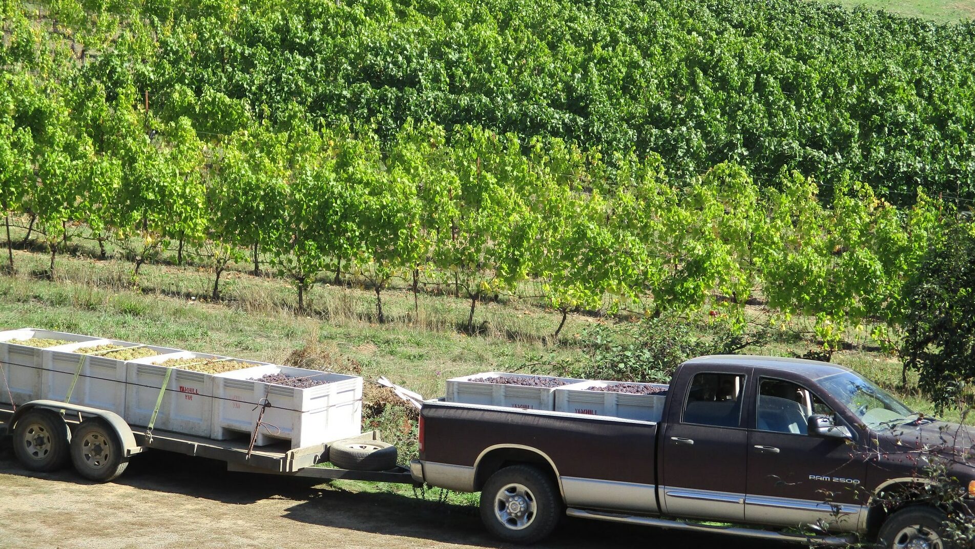 Truck with Trailer in the Yamhill Vineyards