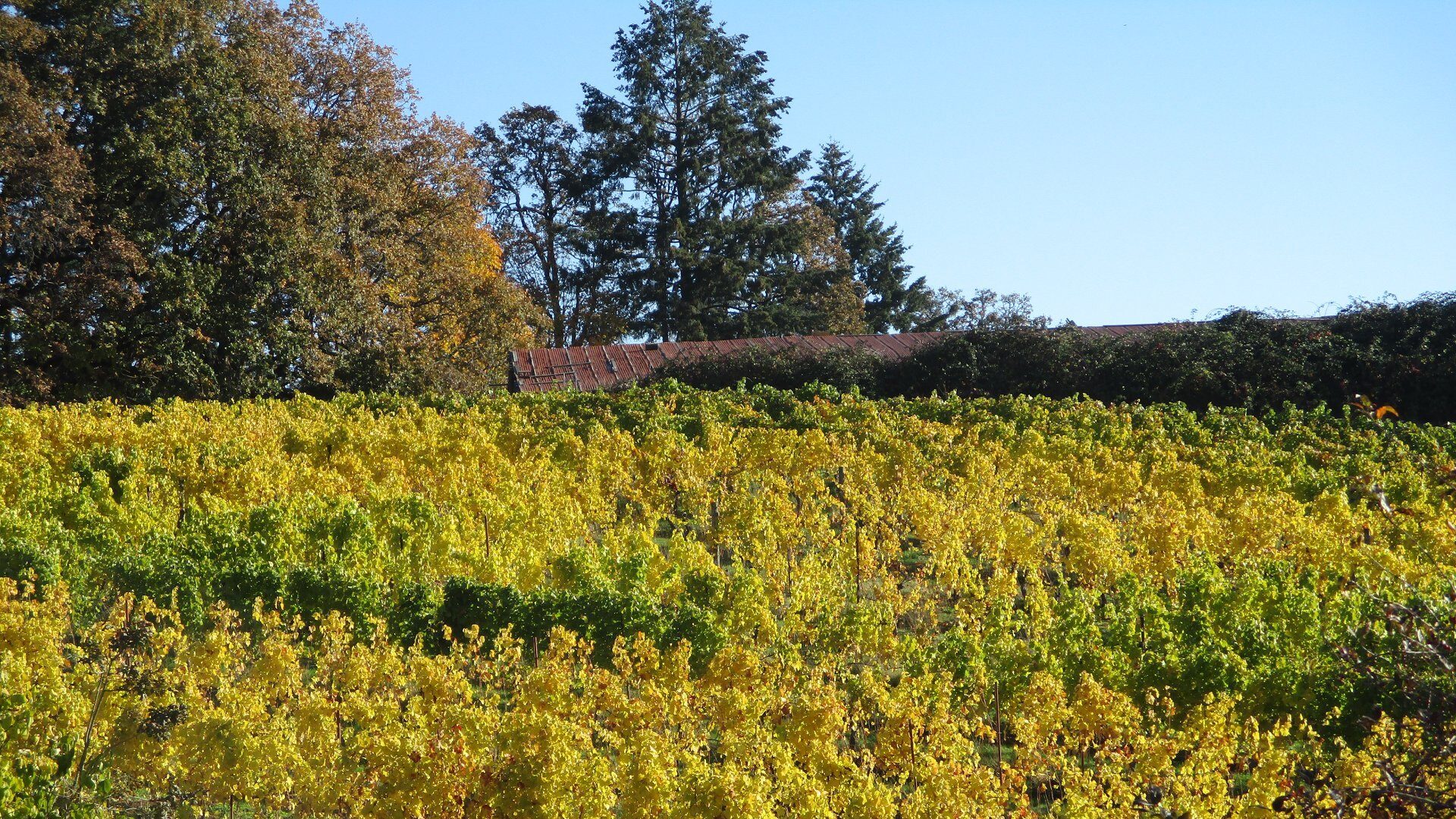 changing colors in Yamhill Vineyards
