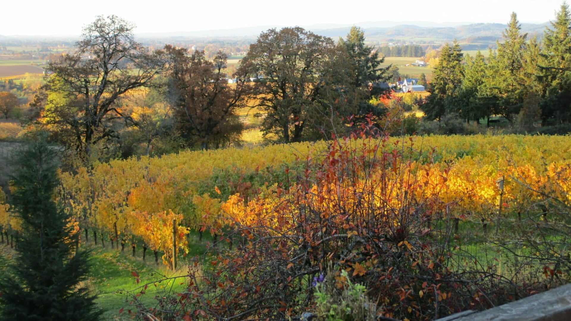 Oregon White Oak a fall colors in the vineyards from the deck of Yamhill Vineyards B&B