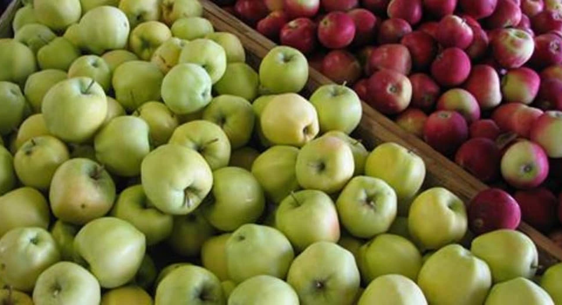 Yellow and Red apples at Kiyokawa Family Farm