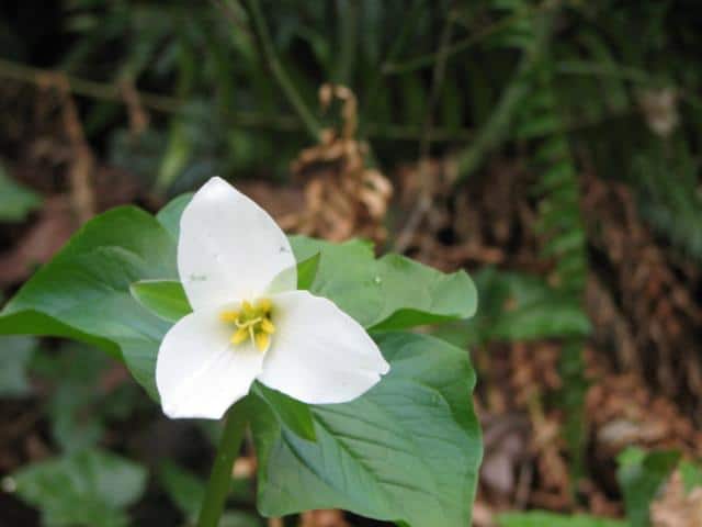 Beautiful white Trillium Flower