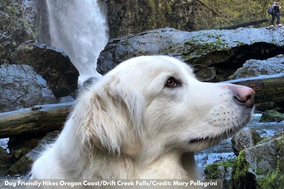 a great pyrenees dog with Drift Creek falls in the background