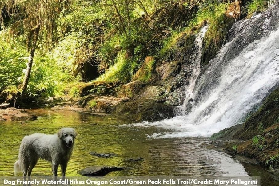 a great pyrenees dog in the pool below Green Peak Falls