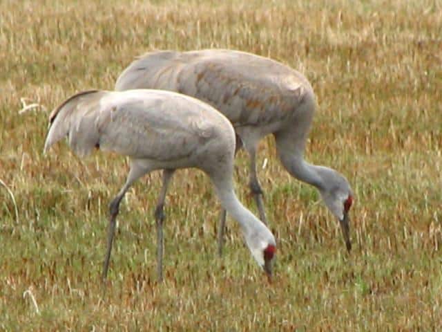 Two Sand Hill Cranes feeding