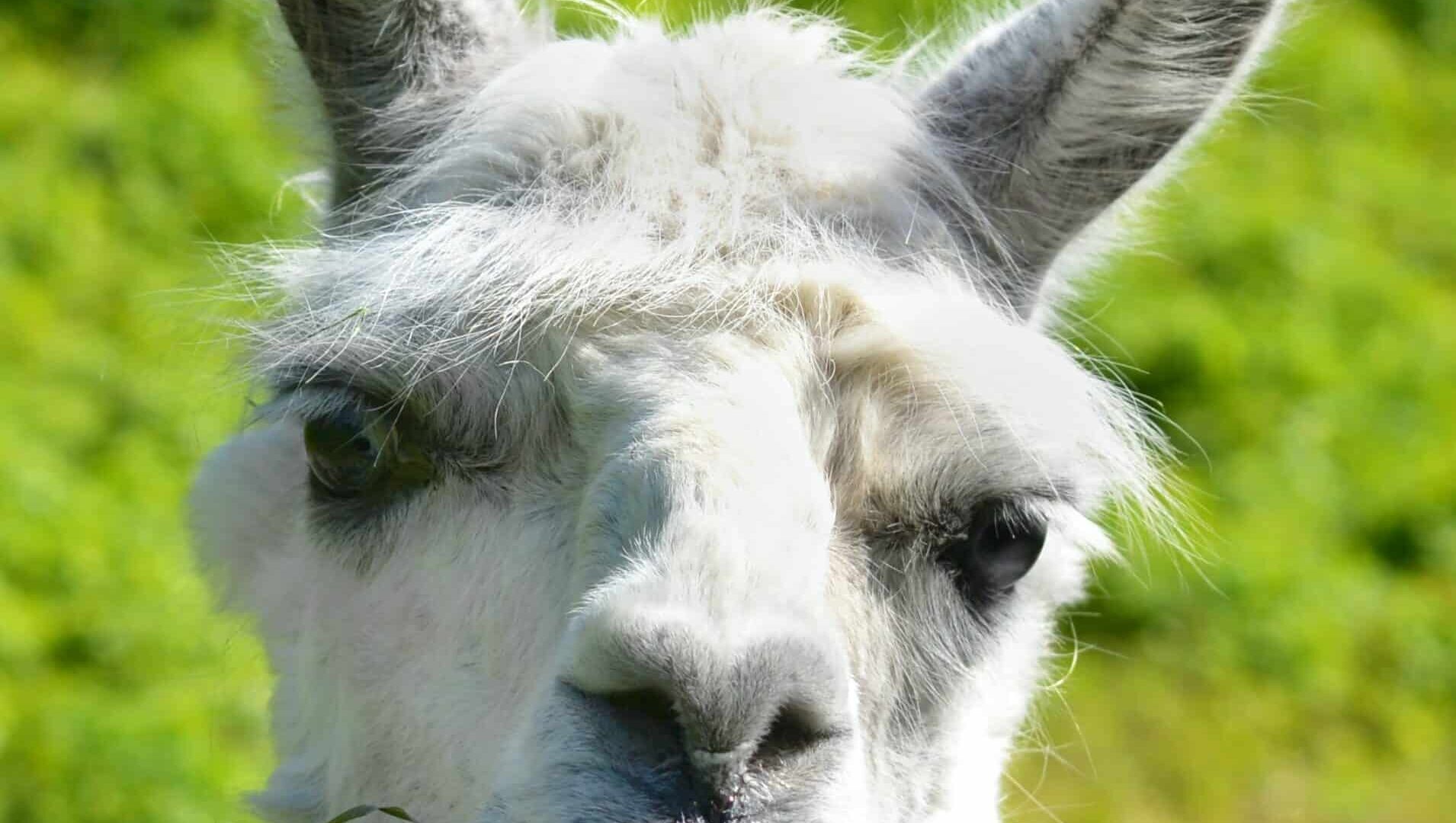 llama talking 5 facts about Oregon