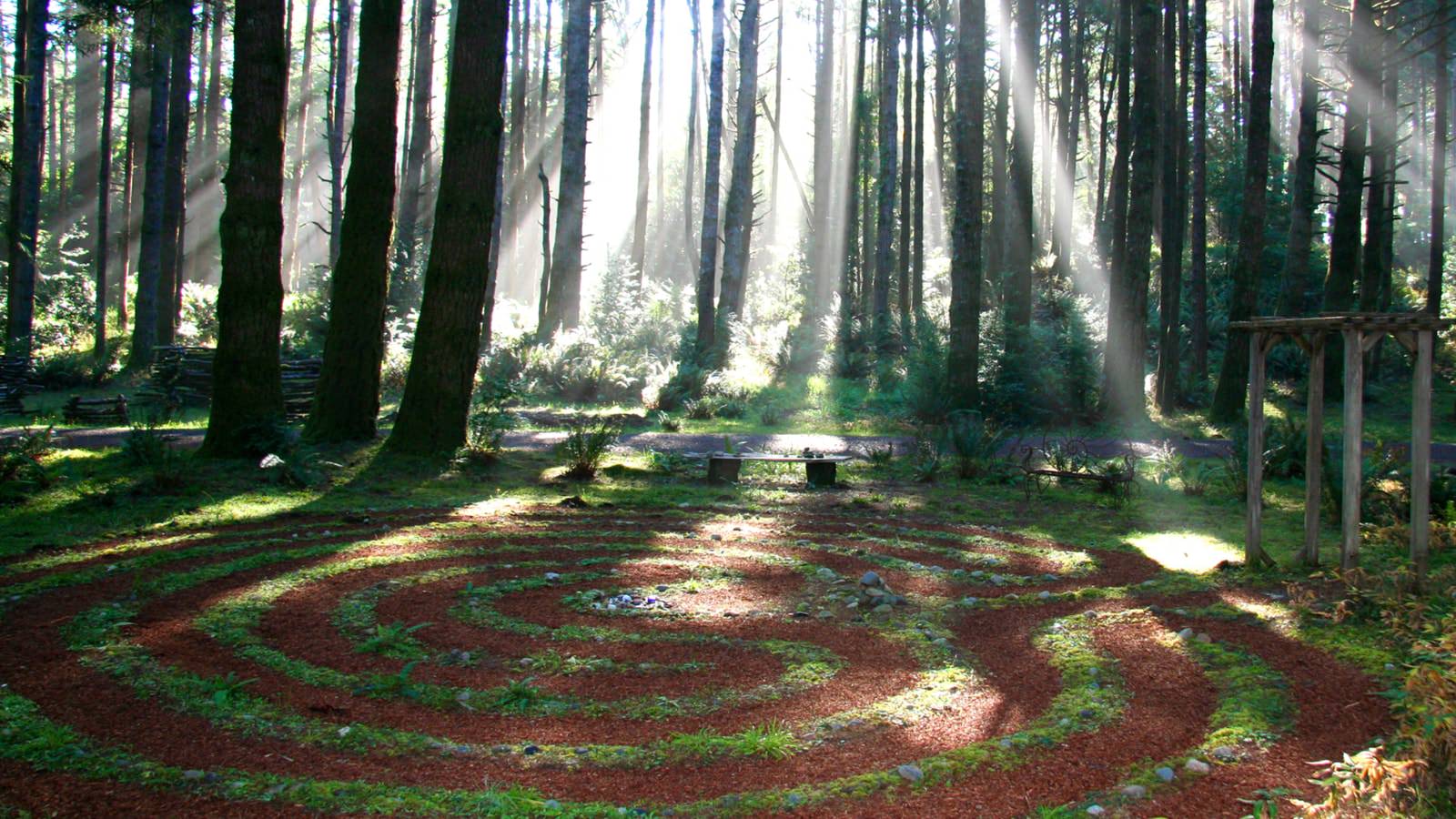 Outdoor space with a spiral design of greenery and large trees with the sun shining through in the background