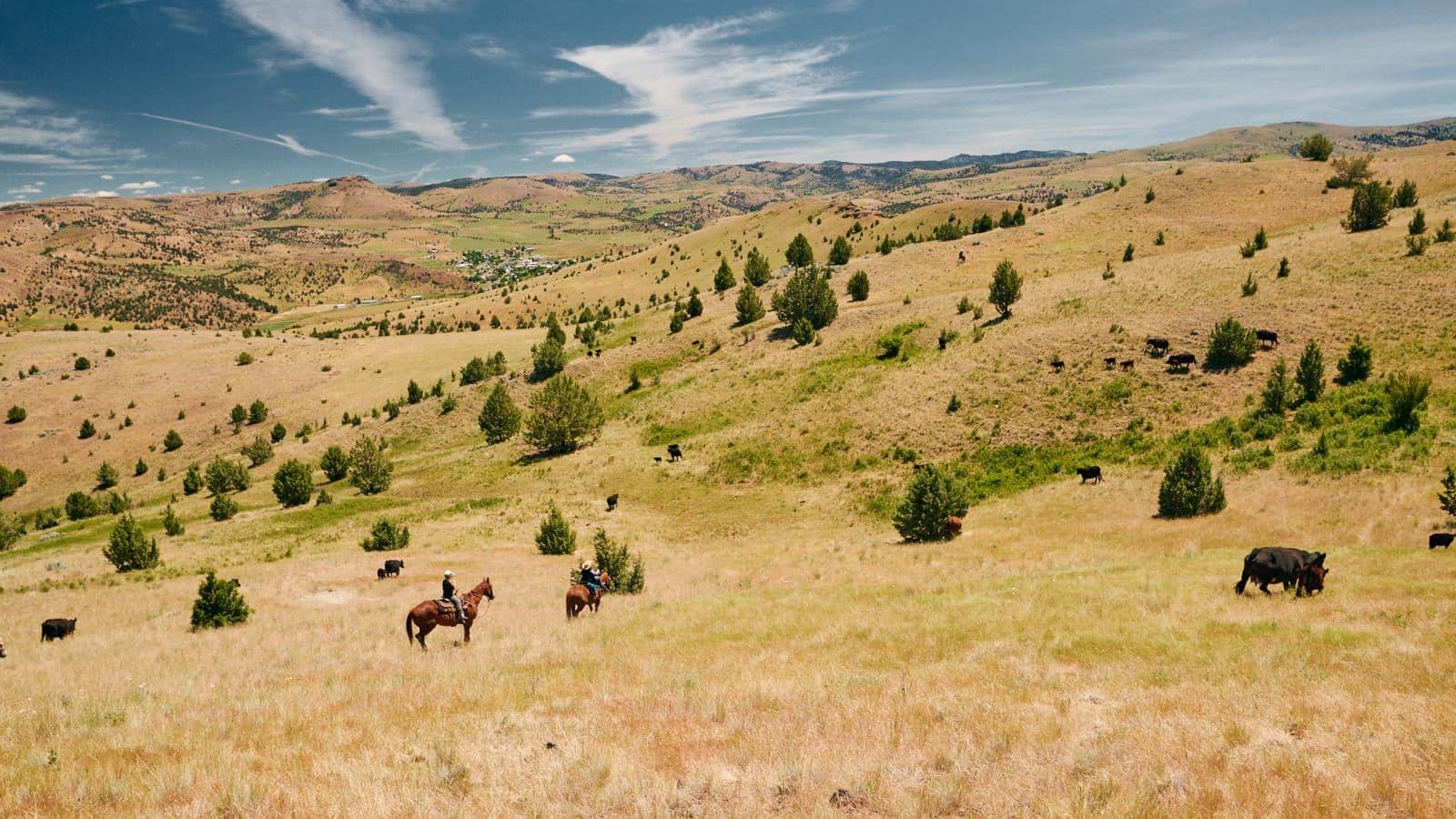 Two people on brown horses walking over a light brown grass hill with other hills in the background