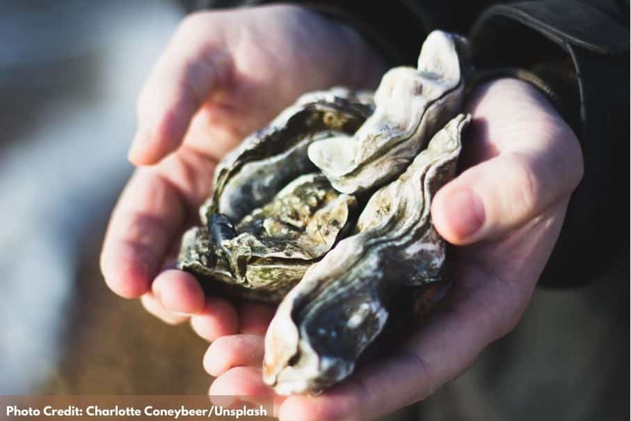 Oysters in the hands of a man