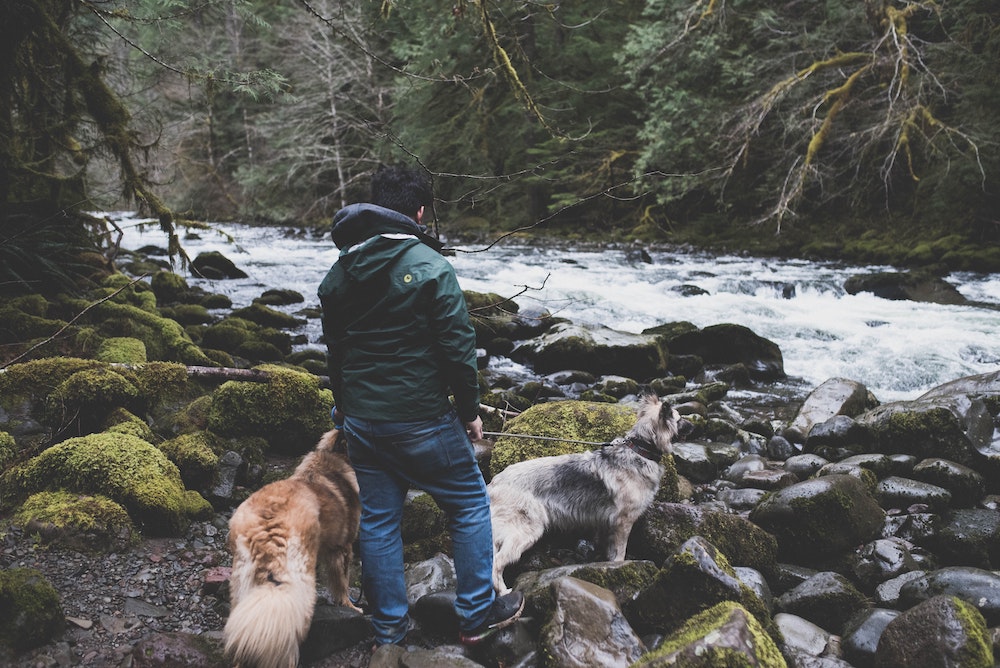 Person with dog on the banks of a river