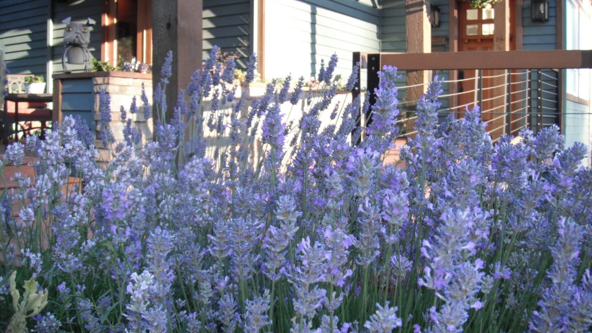 Lavender entry way at Chehalem Ridge Bed and Breakfast