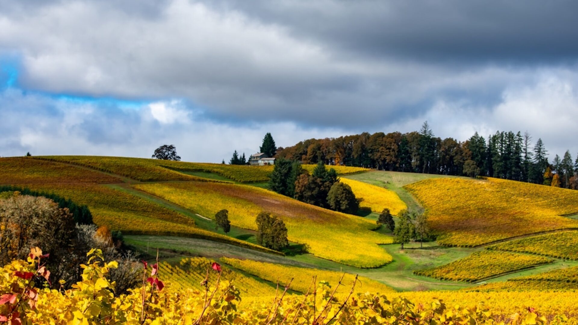 Looking up a hill covered with golden vines in October in an Oregon vineyard under a blue sky with gray clouds.