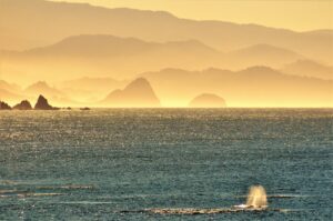 a whale spouting in the Pacific Ocean with the Oregon Coast in the background