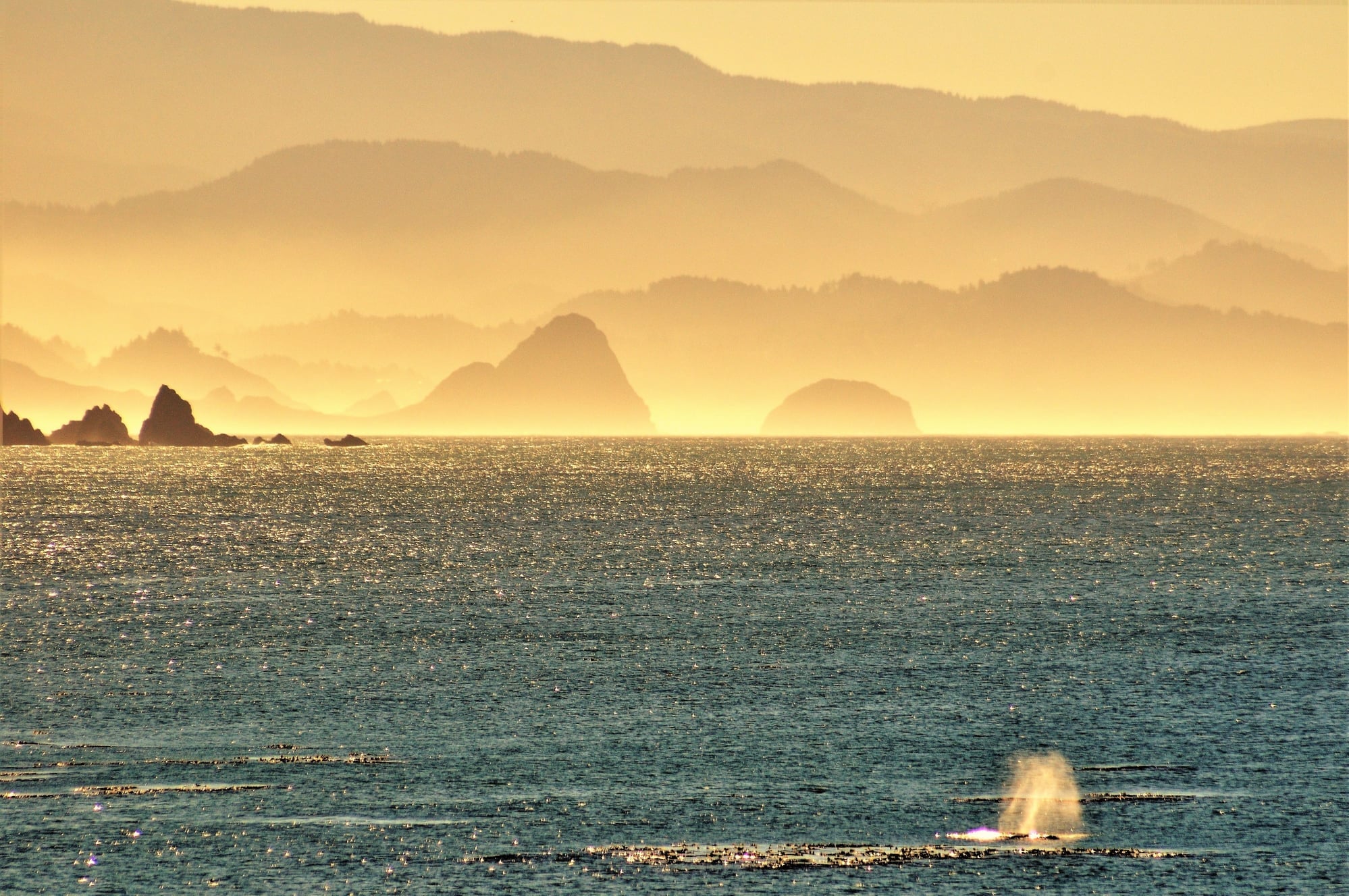 whale spouting in the green water off the Oregon Coast
