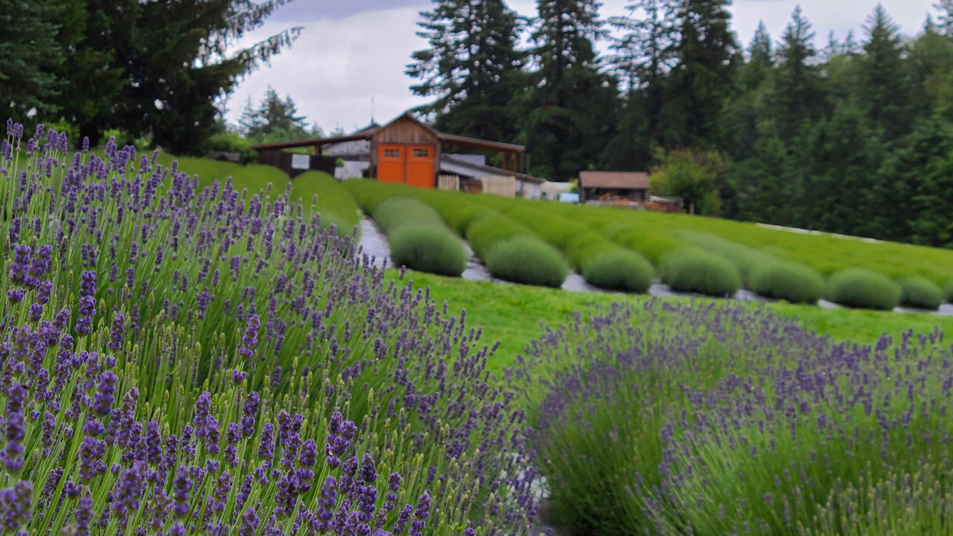 Close up view of lavender bushes with other green bushes and buildings in the background