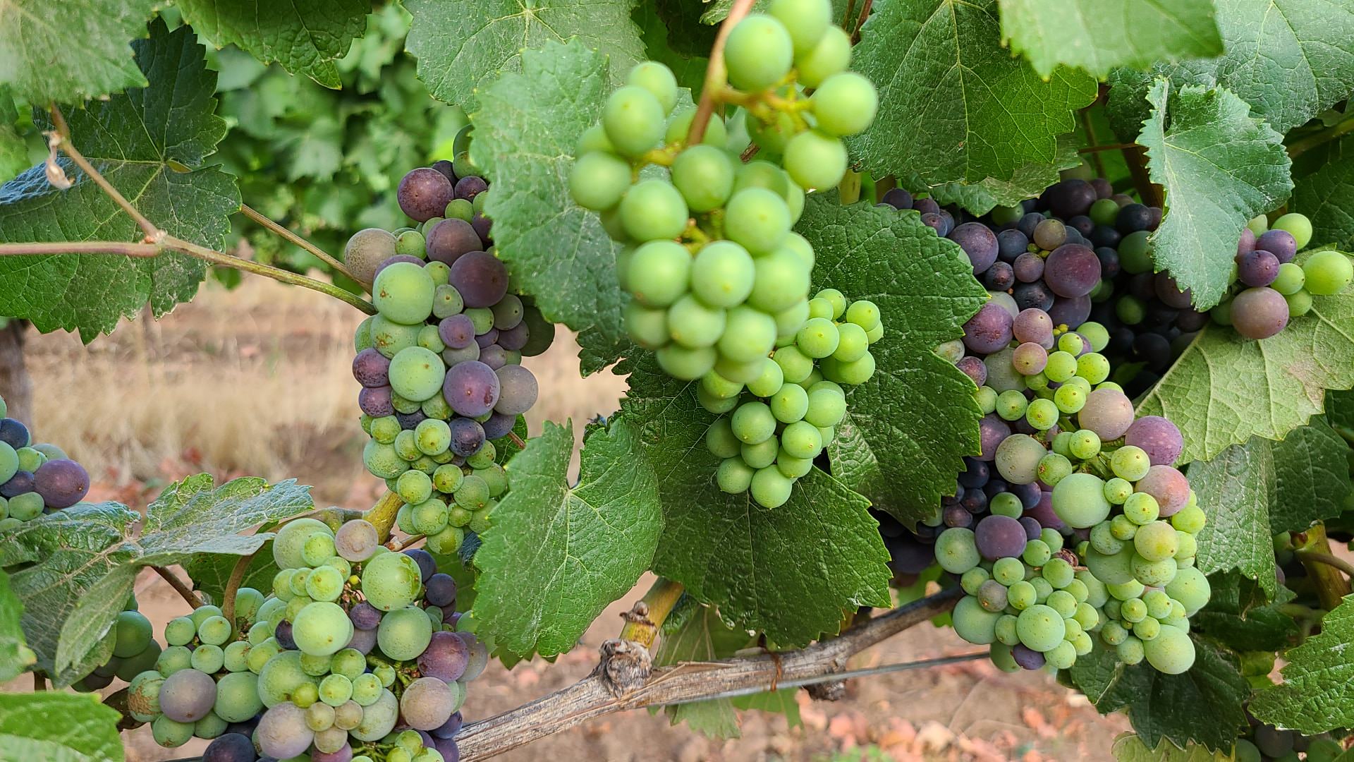 Close up view of green and red grapes on the vine