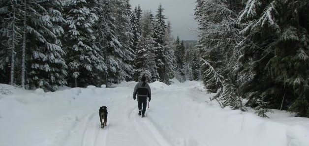 man and his dog walking down a snowy road in the Mt Hood National Forest